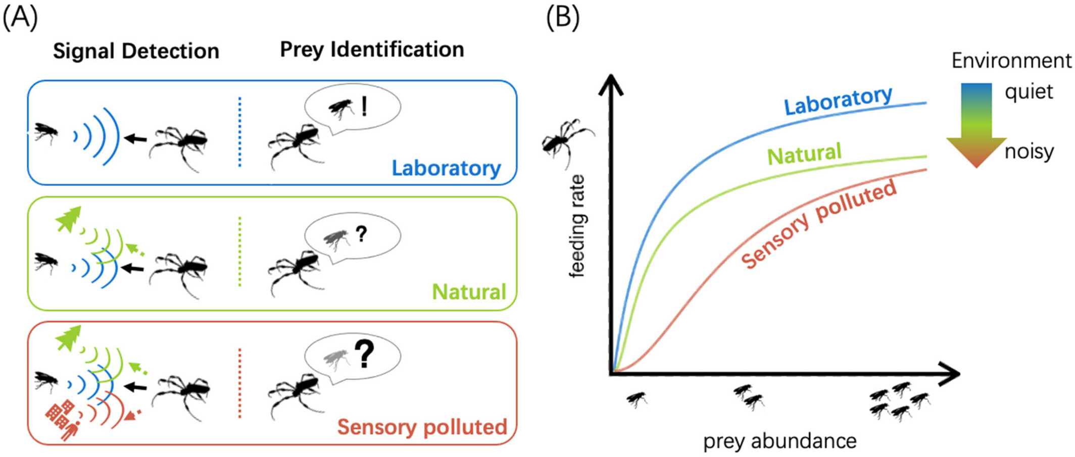 Sensory Information Flow
